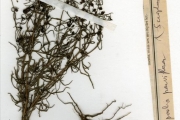 <strong>Scrophulariaceae - Sopubia - Sopubia parviflora Engl.</strong><br />© hnb