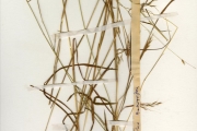 <strong>Poaceae - Andropogon - Andropogon curvifolius Clayton</strong><br />© hnb