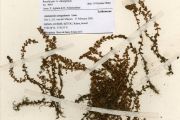 <strong>Lythraceae - Ammannia - Ammannia senegalensis Lam.</strong><br />© hnb