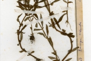 <strong>Scrophulariaceae - Bacopa - Bacopa crenata (P.Beauv.) Hepper</strong><br />© hnb