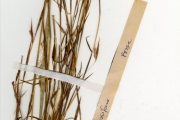 <strong>Poaceae - Monocymbium - Monocymbium ceresiiforme (Nees) Stapf</strong><br />© hnb