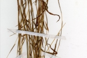 <strong>Poaceae - Monocymbium - Monocymbium ceresiiforme (Nees) Stapf</strong><br />© hnb