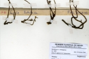 <strong>Portulacaceae - Portulaca - Portulaca foliosa Ker Gawl.</strong><br />© hnb