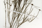 <strong>Rubiaceae - Spermacoce - Spermacoce filifolia (Schumach. & Thonn.) Lebrun & Stork</strong><br />© hnb