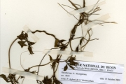 <strong>Convolvulaceae - Merremia - Merremia quinquefolia (L.) Hallier f.</strong><br />© hnb