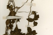 <strong>Convolvulaceae - Merremia - Merremia quinquefolia (L.) Hallier f.</strong><br />© hnb