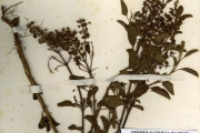 <strong>Lamiaceae - Ocimum - Ocimum viride Willd.</strong><br />© hnb
