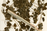 <strong>Piperaceae - Peperomia - Peperomia pellucida (L.) Kunth</strong><br />© hnb