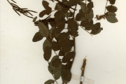 <strong>Leguminosae-Papilionoideae - Indigofera - Indigofera macrophylla Schumach. & Thonn.</strong><br />© hnb