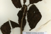 <strong>Loranthaceae - Tapinanthus - Tapinanthus globiferus (A.Rich.) Tiegh.</strong><br />© hnb