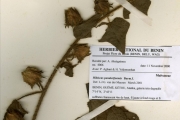 <strong>Malvaceae - Hibiscus - Hibiscus rostellatus Guill. & Perr.</strong><br />© hnb