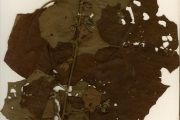 <strong>Malvaceae - Hibiscus - Hibiscus sterculiifolius (Guill. & Perr.) Steud.</strong><br />© hnb