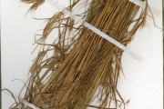 <strong>Poaceae - Andropogon - Andropogon fastigiatus Sw.</strong><br />© hnb