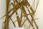 <strong>Poaceae - Pennisetum - Pennisetum unisetum (Nees) Benth.</strong><br />© hnb