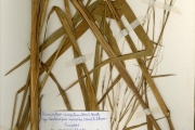 <strong>Poaceae - Pennisetum - Pennisetum unisetum (Nees) Benth.</strong><br />© hnb