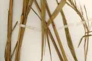 <strong>Poaceae - Pennisetum - Pennisetum unisetum (Nees) Benth.</strong><br />© hnb