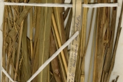 <strong>Poaceae - Andropogon - Andropogon macrophyllus Stapf</strong><br />© hnb