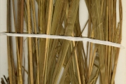 <strong>Poaceae - Andropogon - Andropogon macrophyllus Stapf</strong><br />© hnb