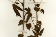 <strong>Malvaceae - Hibiscus - Hibiscus surattensis L.</strong><br />© hnb