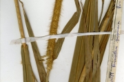 <strong>Poaceae - Pennisetum - Pennisetum purpureum Schumach.</strong><br />© hnb