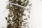 <strong>Rubiaceae - Oldenlandia - Oldenlandia corymbosa L.</strong><br />© hnb