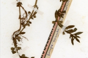 <strong>Scrophulariaceae - Bacopa - Bacopa crenata (P.Beauv.) Hepper</strong><br />© hnb