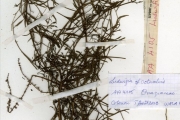 <strong>Onagraceae - Ludwigia - Ludwigia octovalvis (Jacq.) P.H.Raven subsp. brevisepala (Brenan) P.H.Raven</strong><br />© hnb