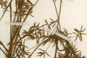 <strong>Cyperaceae - Cyperus - Cyperus sphacelatus Rottb.</strong><br />© hnb