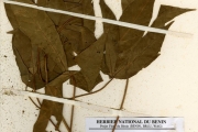 <strong>Euphorbiaceae - Manihot - Manihot glaziovii Müll.Arg.</strong><br />© hnb