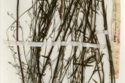 <strong>Rubiaceae - Kohautia - Kohautia tenuis (Bowdich) Mabb.</strong><br />© hnb