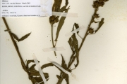 <strong>Malvaceae - Hibiscus - Hibiscus congestiflorus Hochr.</strong><br />© hnb