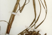 <strong>Cyperaceae - Cyperus - Cyperus alopecuroides Rottb.</strong><br />© hnb