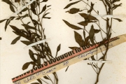 <strong>Leguminosae-Caesalpinioideae - Senna - Senna sophera (L.) Roxb.</strong><br />© hnb