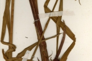 <strong>Cyperaceae - Cyperus - Cyperus odoratus L.</strong><br />© hnb