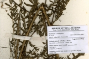 <strong>Leguminosae-Papilionoideae - Sesbania - Sesbania dalzielii E.Phillips & Hutch.</strong><br />© hnb