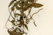 <strong>Leguminosae-Papilionoideae - Vigna - Vigna trichocarpa (C.Wright) A.Delgado</strong><br />© hnb