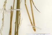 <strong>Poaceae - Oryza - Oryza barthii A.Chev.</strong><br />© hnb