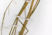 <strong>Poaceae - Oryza - Oryza barthii A.Chev.</strong><br />© hnb