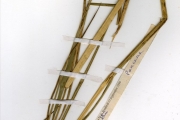 <strong>Poaceae - Oryza - Oryza barthii A.Chev.</strong><br />© hnb