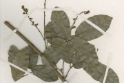 <strong>Anacardiaceae - Sorindeia - Sorindeia grandifolia Engl.</strong><br />© hnb
