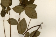 <strong>Melastomataceae - Tristemma - Tristemma albiflorum (G.Don) Benth.</strong><br />© hnb