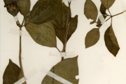 <strong>Melastomataceae - Tristemma - Tristemma albiflorum (G.Don) Benth.</strong><br />© hnb