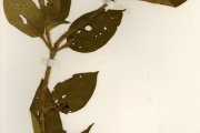 <strong>Melastomataceae - Tristemma - Tristemma hirtum P.Beauv.</strong><br />© hnb