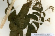 <strong>Verbenaceae - Clerodendrum - Clerodendrum thyrsoideum Gürke</strong><br />© hnb