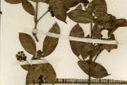<strong>Clusiaceae - Garcinia - Garcinia kola Heckel</strong><br />© hnb