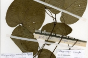 <strong>Menispermaceae - Rhigiocarya - Rhigiocarya racemifera Miers</strong><br />© hnb