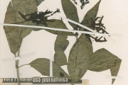 <strong>Acanthaceae - Justicia - Justicia secunda Vahl</strong><br />© hnb