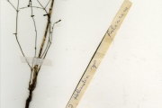 <strong>Rubiaceae - Kohautia - Kohautia tenuis (Bowdich) Mabb.</strong><br />© hnb