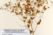 <strong>Gentianaceae - Canscora - Canscora diffusa (Vahl) R.Br. ex Roem. & Schult.</strong><br />© hnb