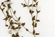 <strong>Scrophulariaceae - Torenia - Torenia thouarsii (Cham. & Schltdl.) Kuntze</strong><br />© hnb